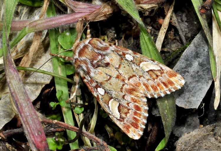 Bellissimo noctuidae - Panolis flammea